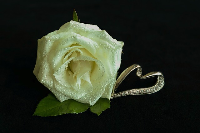 white-rose-3209250_640